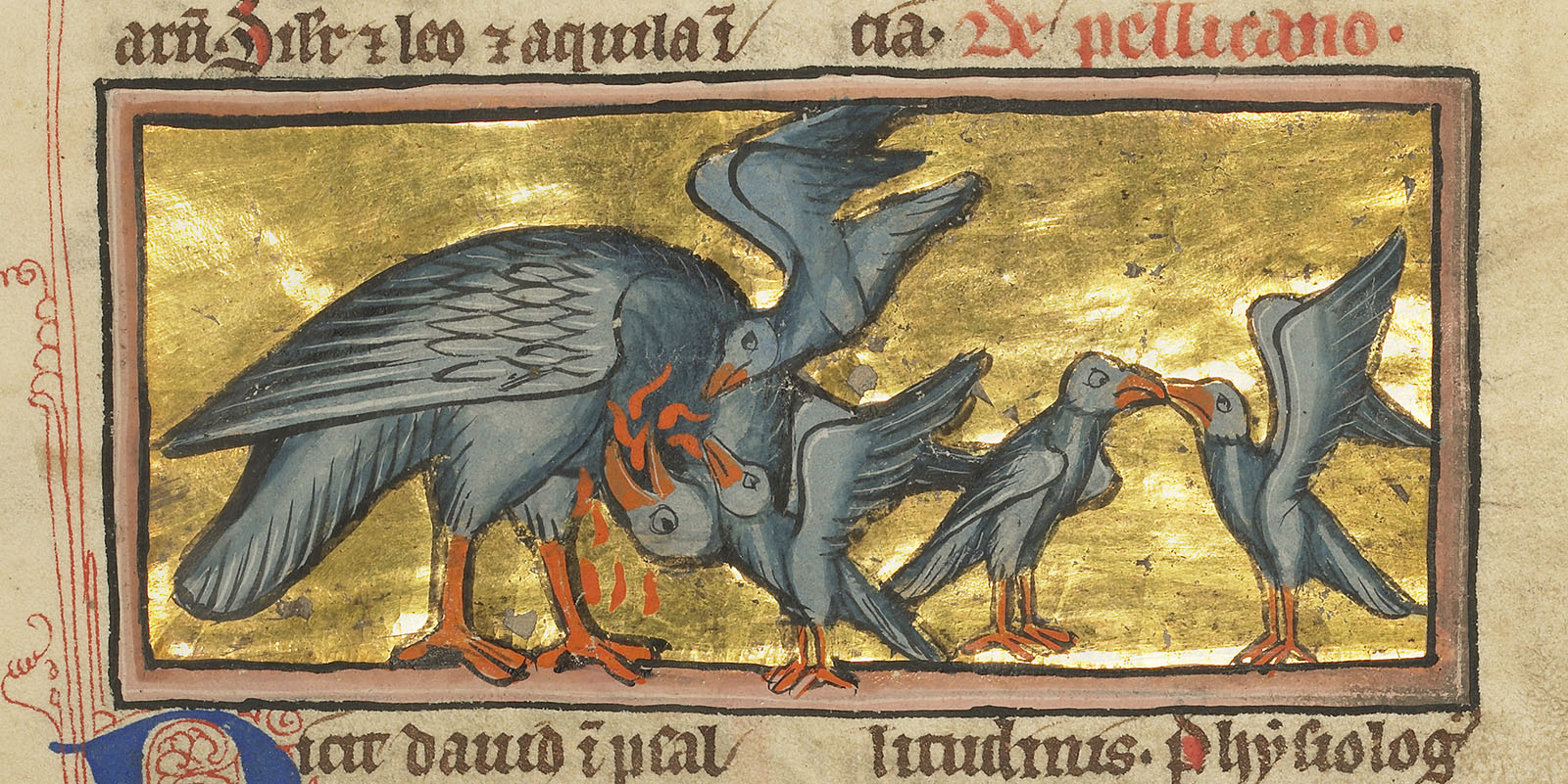 Pelican Feeding Her Young