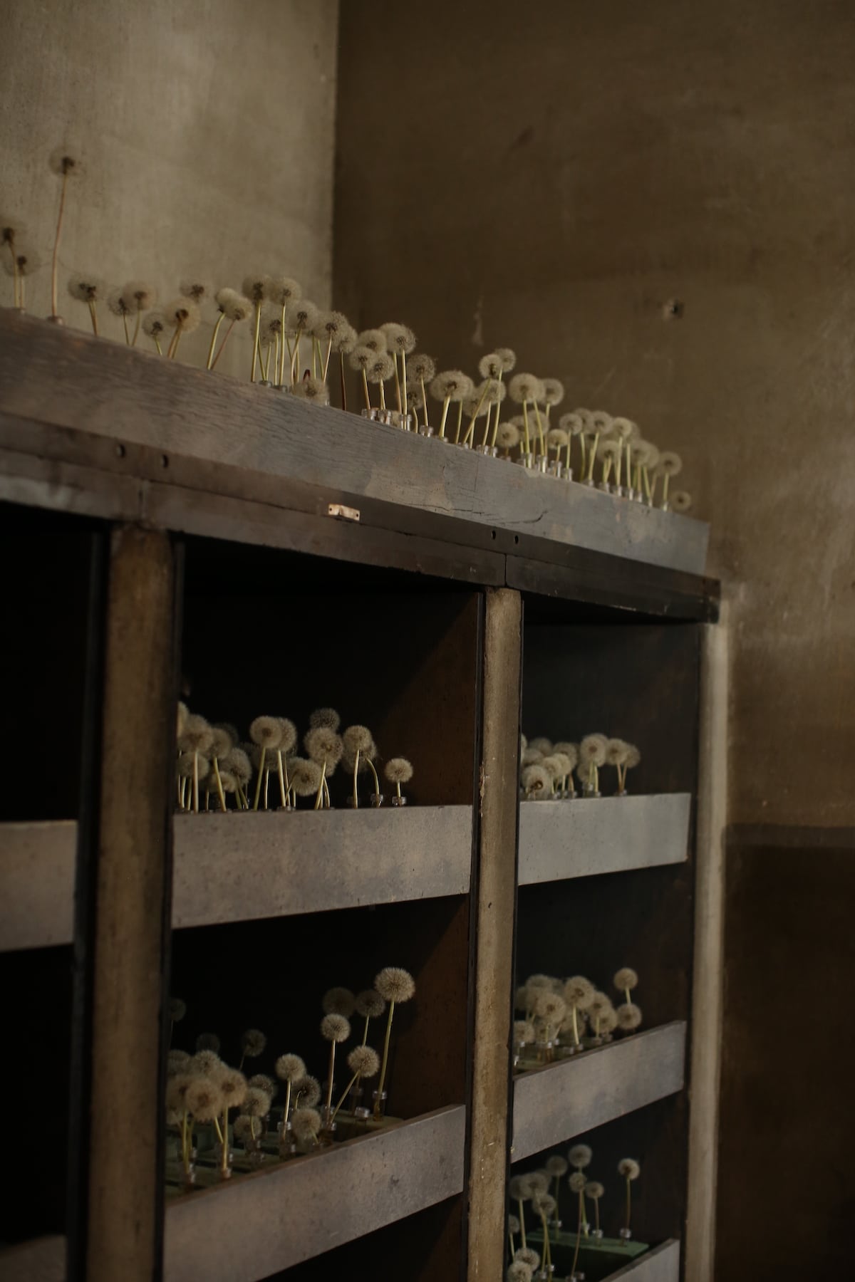 Dandelions installation