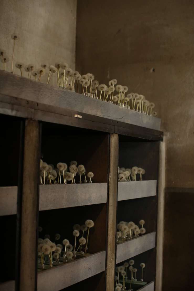 Dandelions installation