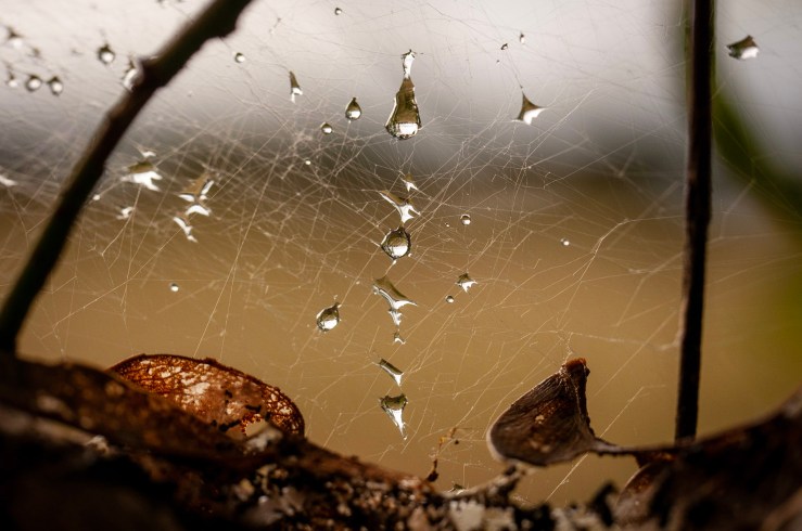 Spiderweb, (c) Ian Ferguson