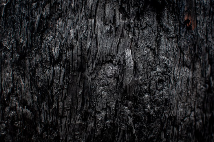 Burnt Tree, (c) Ian Ferguson