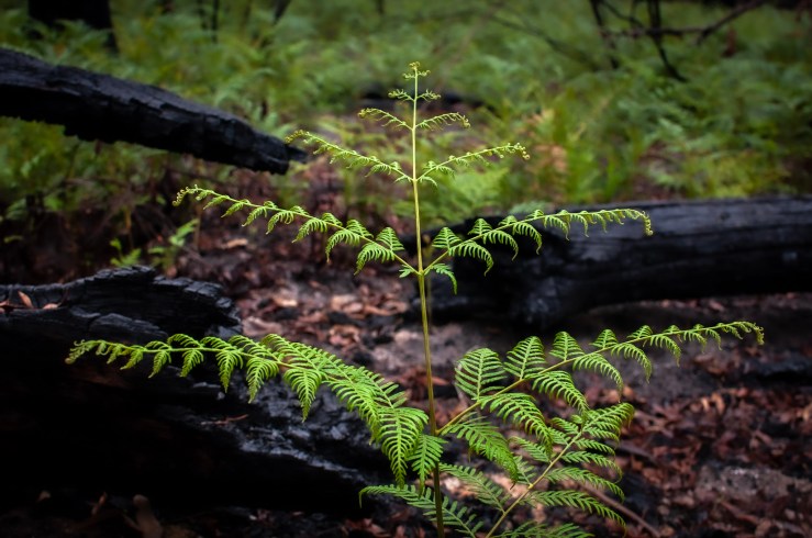Green fern in forest, (c) Ian Ferguson