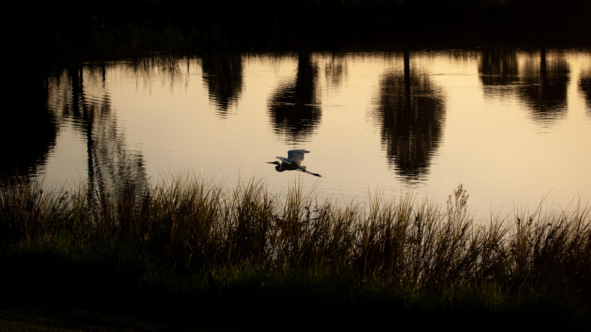 Bird over lake, (c) Ian Ferguson