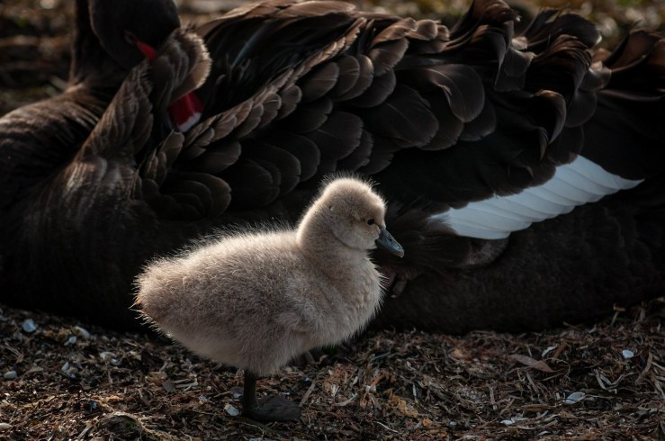 Ducks, (c) Ian Ferguson