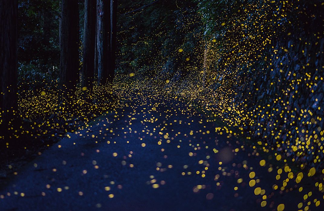 Fireflies