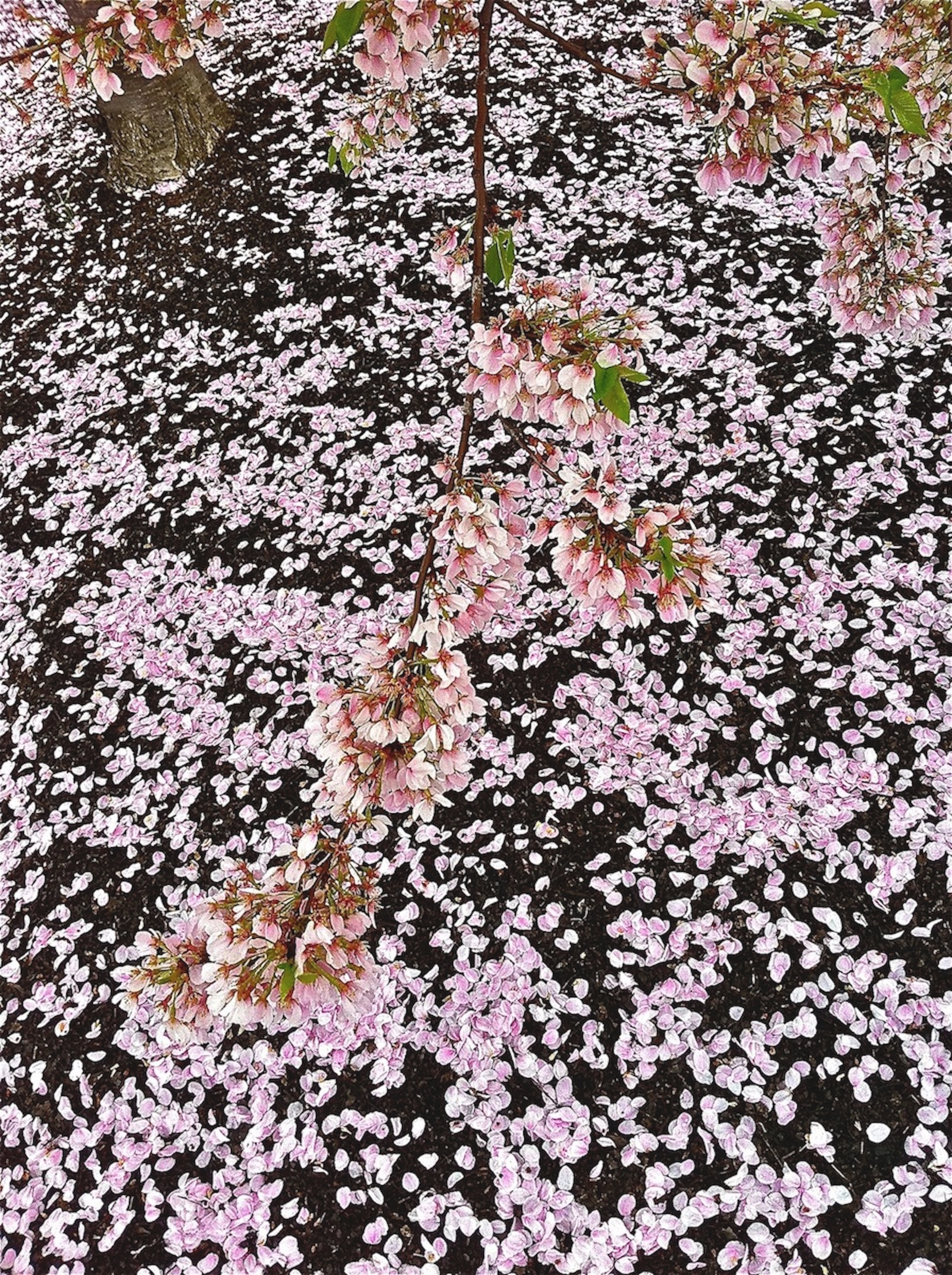 Bergel, Gary_Palm Sunday, Home Depot Parking Lot