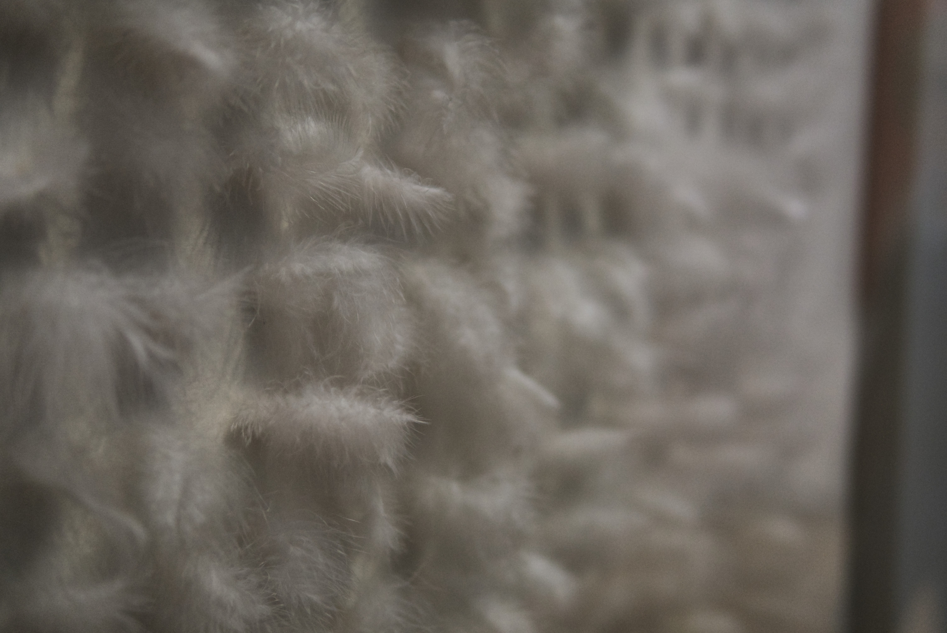 Peeters, Henk_White Feathers (detail)