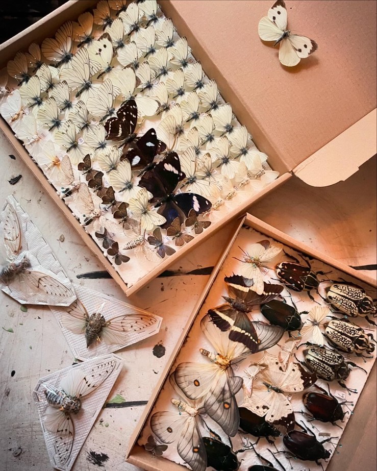 Dilucesco-Umbra_process