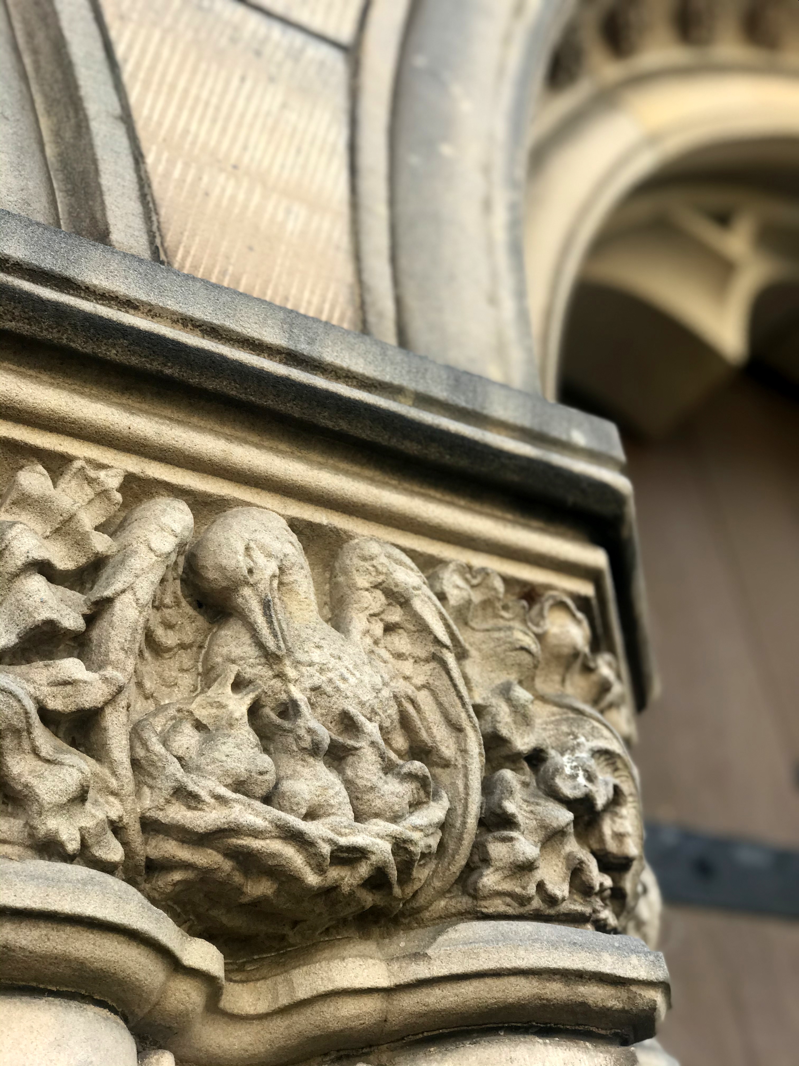 Pelican (St Andrews)